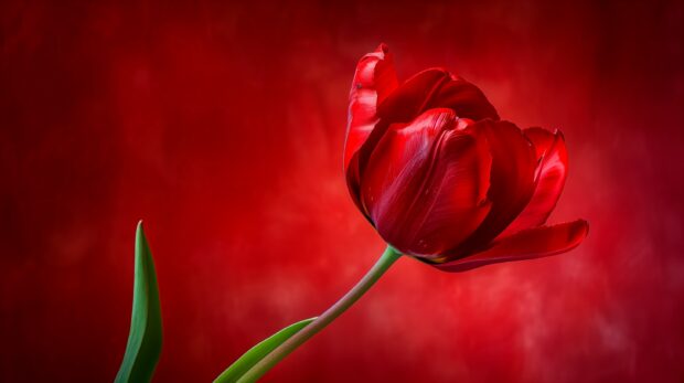 Classic red Tulip wallpaper desktop.