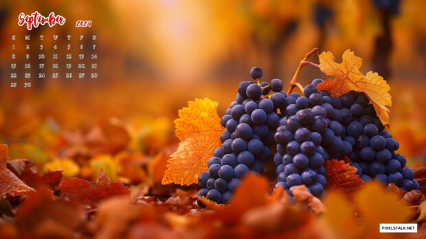 Color September 2024 Calendar Background.
