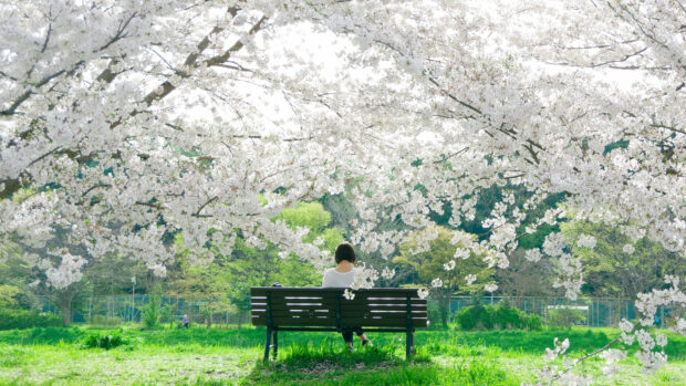 Cool Spring in Japan HD Desktop Wallpaper.