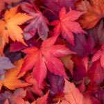 Fall Leaves HD Wallpaper.