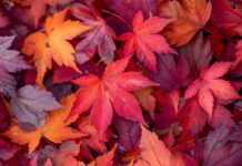 Fall Leaves HD Wallpaper.