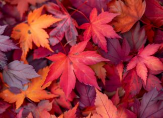 Fall Leaves HD Wallpaper.