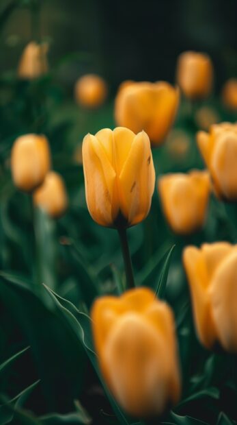 Field of Yellow Tulip iPhone wallpaper.