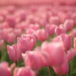 Field of pink Tulip flower wallpaper for desktop.