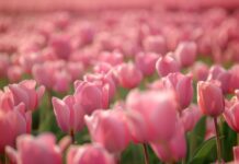 Field of pink Tulip flower wallpaper for desktop.