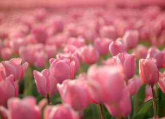 Field of pink Tulip flower wallpaper for desktop.