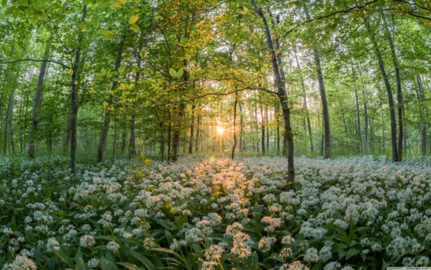 Forest In The Spring Ultra HD Desktop Wallpaper for 4K.