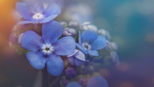 Free Download Spring Desktop Wallpaper HD 1080p.