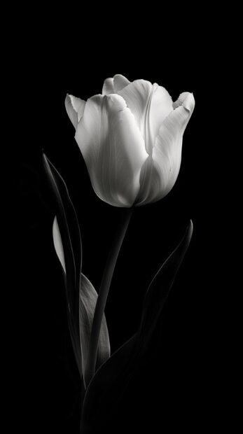Free download White Tulip wallpaper for iPhone HD.