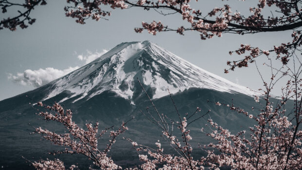 Fuji in Japan Spring HD Wallpaper.