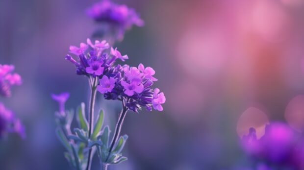 Great Summer Verbena wallpaper.