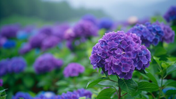 Hydrangea Purple Field of Flower Wallpaper.