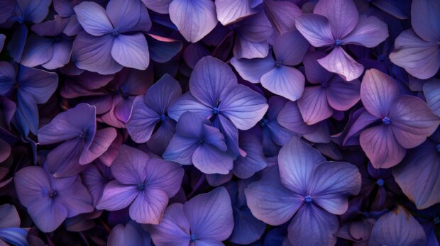 Hydrangea Purple Flower Wallpaper.