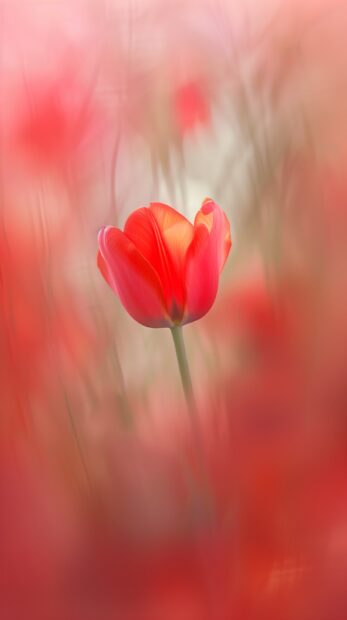 Red Tulip flower iPhone HD 4K wallpaper.