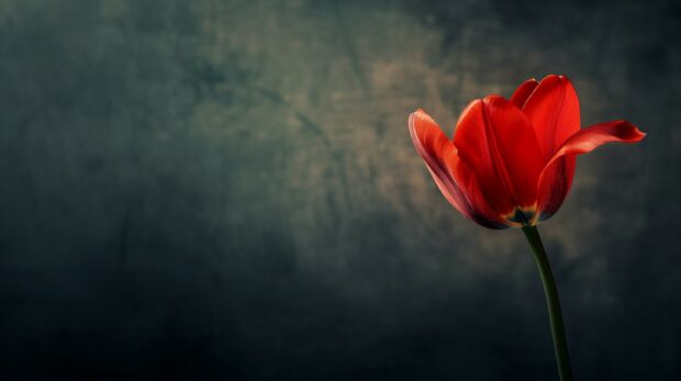 Red Tulip wallpaper HD.