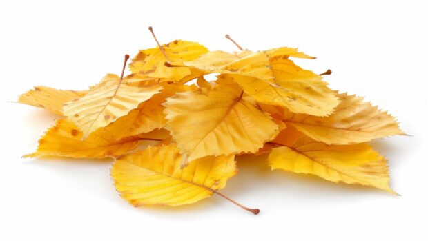 Single leaf with vibrant fall colors.
