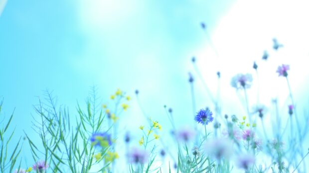 Spring Flower Background.