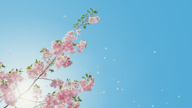 Spring Flower Backgrounds 1080p.