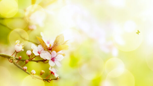 Spring Flower Backgrounds HD 1080p.