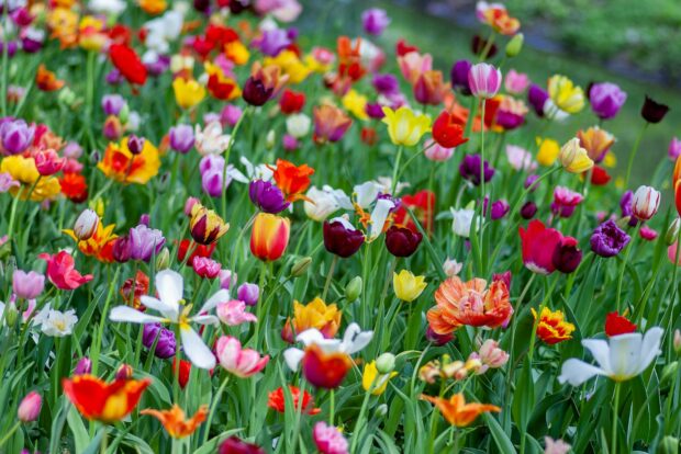 Spring Flower Field Wallpaper HD.