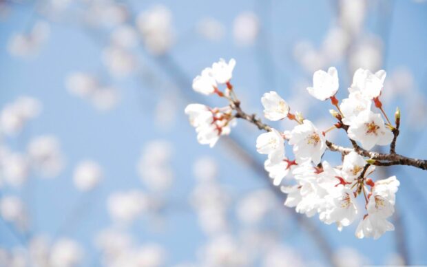 Spring Flower Wallpaper HD.