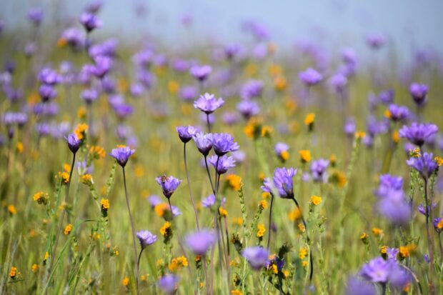 Spring Flower Wallpaper HD Free download.