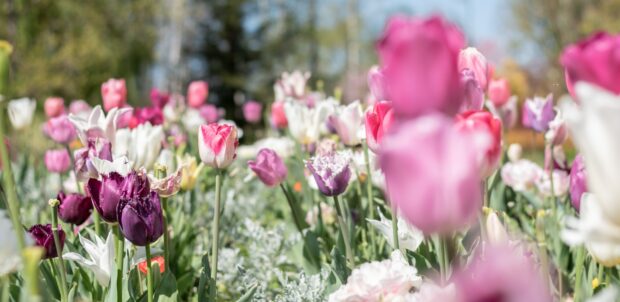 Spring Flower Wallpaper HD for Windows.