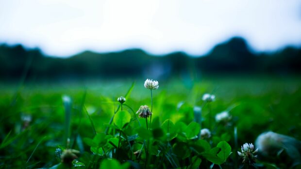 Spring wallpaper 3840x2160 clover, flower, plant, greens.