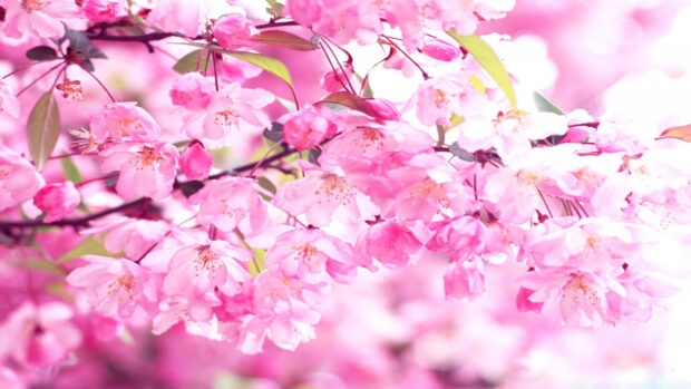 Stunning blossom wallpaper cherry.
