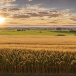 Summer wallpaper of a sun kissed field of wheat stretching to the horizon