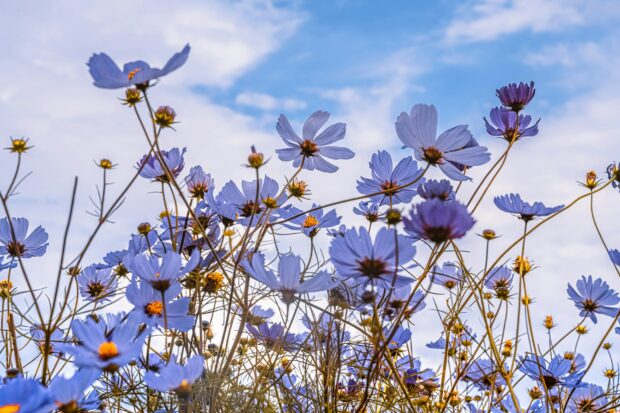 The best Spring Flower Wallpaper HD.