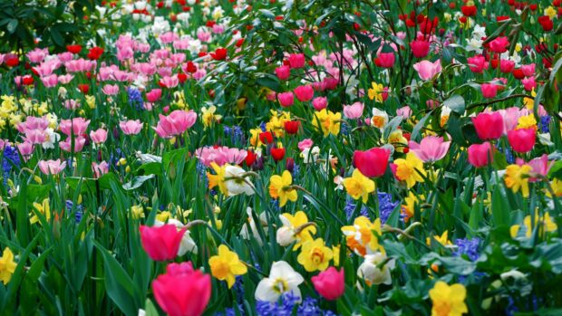 Ultra HD Wallpaper, flower 4K spring 4K Ultra HD HD.