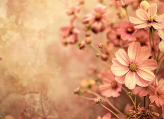 Vintage flower background HD.