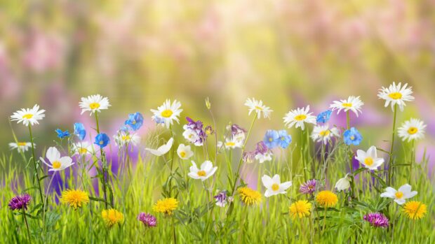 Wallpaper flower, 5k, 4k wallpaper, field, spring, Nature.