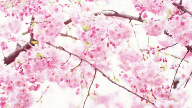Wallpapers cherry blossom sakura.