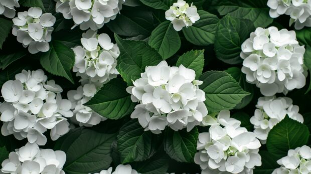 White Hydrangea Flowers With Leaves Wallpaper HD for Desktop.