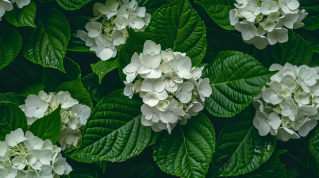 White Hydrangea HD Wallpaper.
