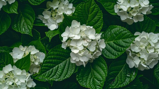 White Hydrangea HD Wallpaper.