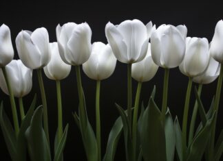 White Tulip wallpaper.