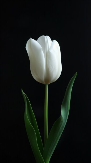 White Tulip wallpaper for iPhone.