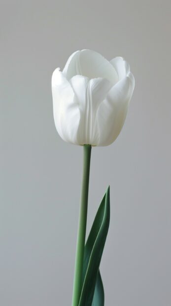 White Tulip wallpaper for iPhone mobile free.
