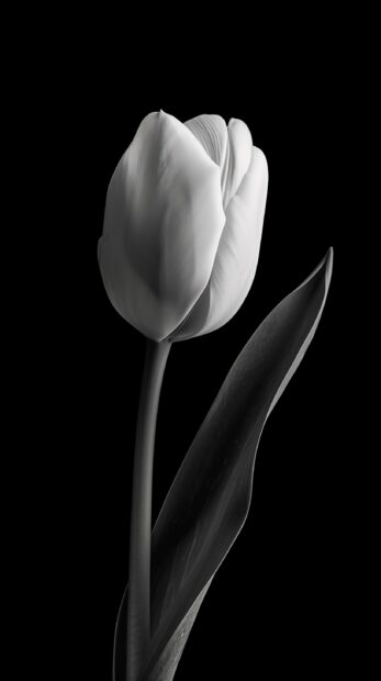 White tulip wallpaper HD on the black background.