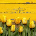 Yellow Tulip wallpaper HD for Desktop.
