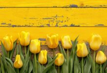 Yellow Tulip wallpaper HD for Desktop.
