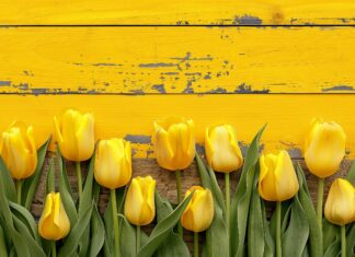 Yellow Tulip wallpaper HD for Desktop.