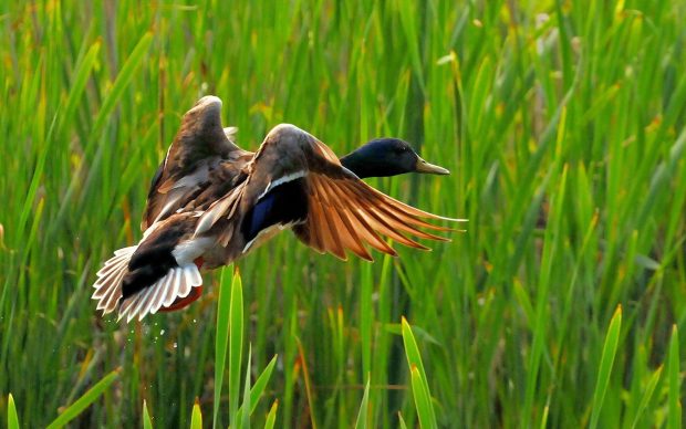 Bird Flying Image