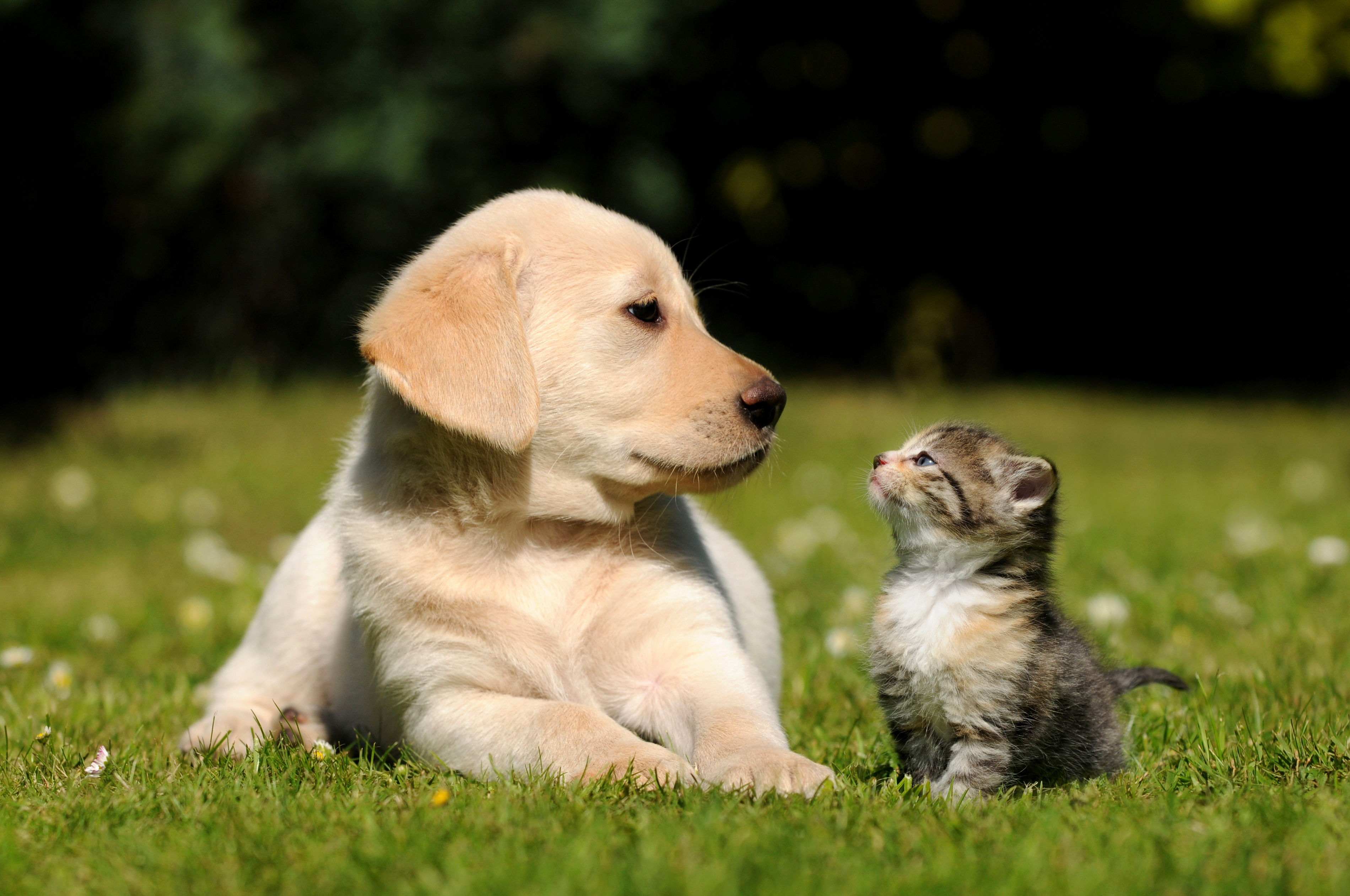  Cute  Dog  and Cat  Wallpaper  PixelsTalk Net