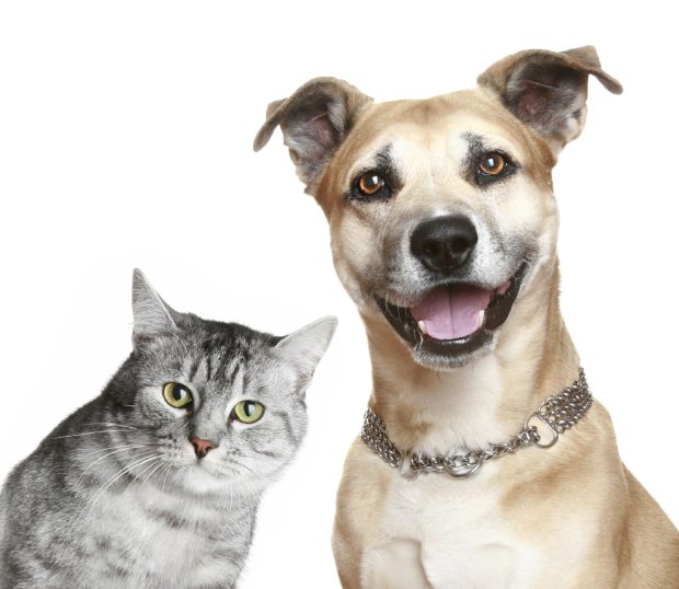 Staffordshire terrier and cat