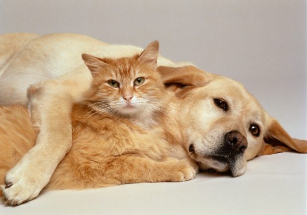Cat and Dog 3
