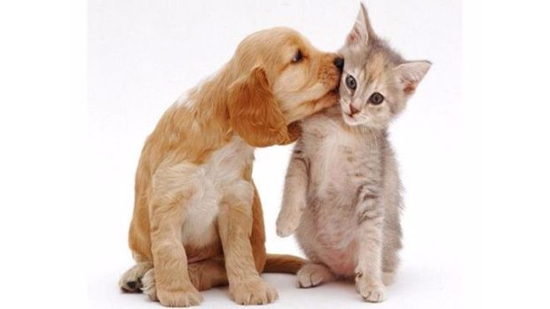 Dog and Cat Love 4K Wallpaper